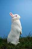 White fluffy rabbit standing up on the grass