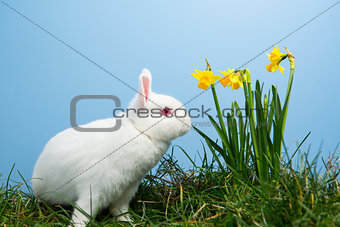 White fluffy bunny sitting beside daffodils