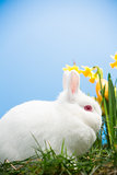 White bunny sitting beside daffodils with easter eggs
