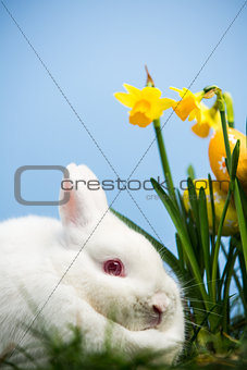 White bunny rabbit sitting beside daffodils with easter eggs