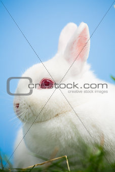 White bunny with pink eyes and ears