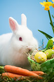 White bunny sitting beside easter eggs in green basket and carrots