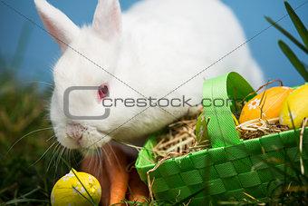 White rabbit sitting beside easter eggs in green basket