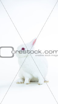 Fluffy white rabbit