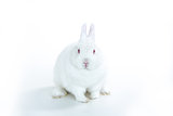 White rabbit facing camera