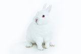 White bunny facing camera