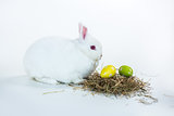 White bunny beside nest of easter eggs