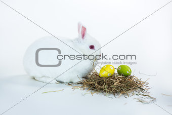 White bunny beside nest of easter eggs