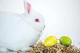 White bunny beside nest of foil wrapped easter eggs