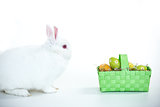 White bunny facing basket of easter eggs