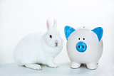 White bunny sitting beside blue and white piggy bank