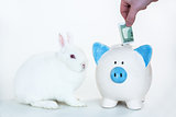 White bunny sitting beside blue and white piggy bank with hand putting money in