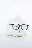 White bunny wearing human glasses