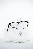 White bunny wearing human glasses on its head