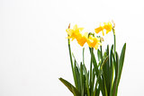Three daffodils growing