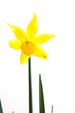 Yellow daffodil in bloom