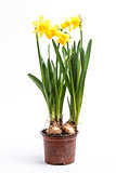 Daffodils growing from bulbs in a pot