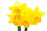 Pretty yellow daffodils