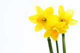 Pretty yellow daffodils with copy space