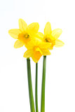 Pretty yellow daffodils with stems