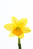 Yellow daffodil in bloom with copy space