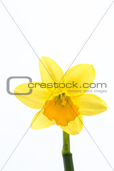 Yellow daffodil in bloom with copy space
