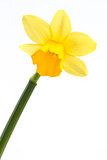 Yellow daffodil in bloom with stem