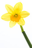 Yellow daffodil in full bloom with stem