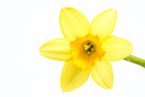Yellow daffodil blooming with stem