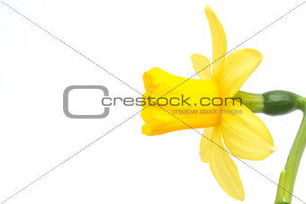 Side view of daffodil with copy space