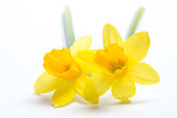 Pair of pretty yellow daffodils