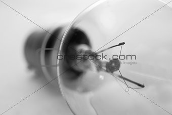 Clear light bulb in black and white