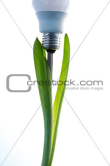Economic light bulb growing from stalk