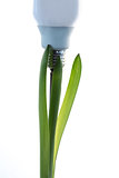 Economic light bulb growing from a green plant