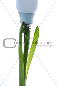 Economic light bulb growing from a green plant