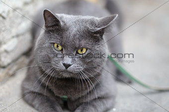 young british cat looking towards camera