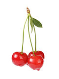 ripe cherries with stem and leaves