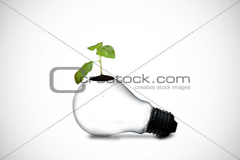 Plant on light bulb