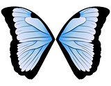 butterfly Wings