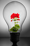 Flower inside light bulb