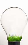 Grass inside light bulb