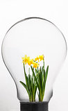 Daffodil inside light bulb