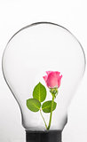 Rose inside light bulb