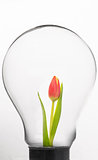 Tulip inside light bulb