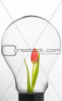 Tulip inside light bulb