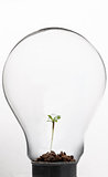 Plant inside light bulb