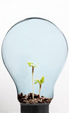 Two plants inside light bulb