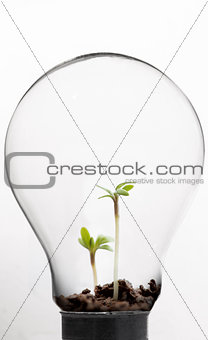 Seedling inside light bulb