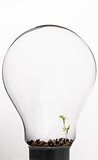 Small plant inside light bulb
