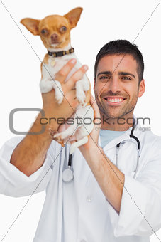 Happy vet lifting chihuahua up